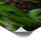 Witte, roze en gele tulpen in de tuin perfect poster (Hoek)