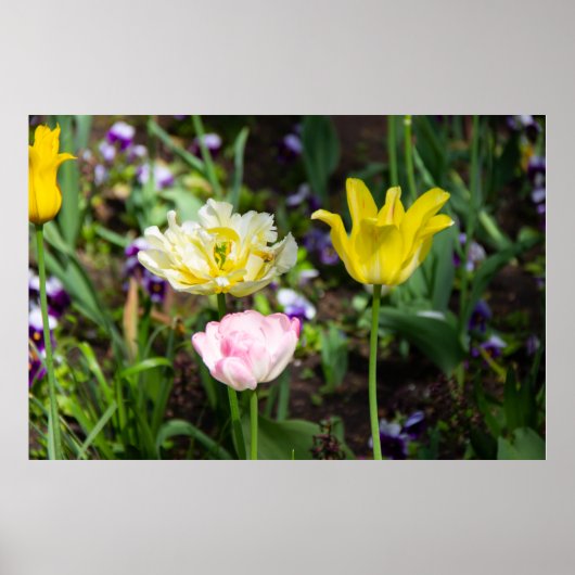 Witte, roze en gele tulpen in de tuin poster (Voorkant)