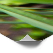 Witte, roze en gele tulpen in de tuin poster (Hoek)