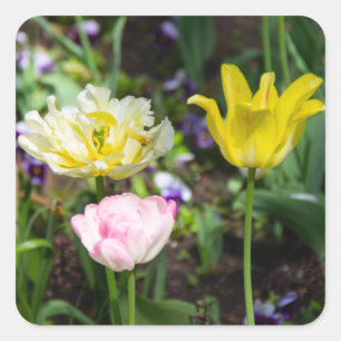 Witte, roze en gele tulpen in de tuin vierkante sticker