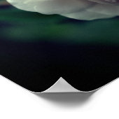 Witte roze met regendruif poster (Hoek)