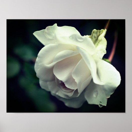 Witte roze met regendruif poster (Voorkant)