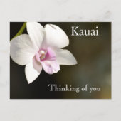 Witte Roze Orchidee Bloem Kauai, Hawaï Briefkaart (Voorkant)