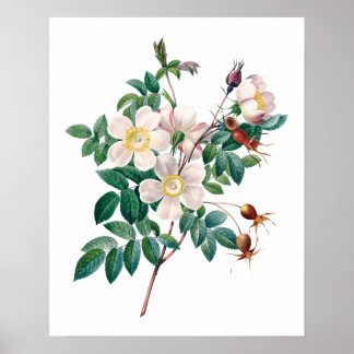 Witte roze rozen vintage poster