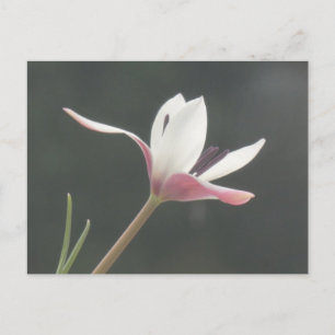 Witte Roze Tulp Close-up DIY Briefkaart