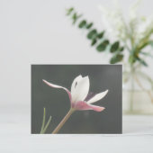 Witte Roze Tulp Close-up DIY Briefkaart (Staand voorkant)