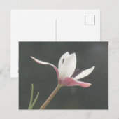 Witte Roze Tulp Close-up DIY Briefkaart (Voorkant / Achterkant)