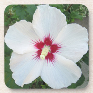 witte roze van de foto van de Sharon Summer Flowe Bier Onderzetter