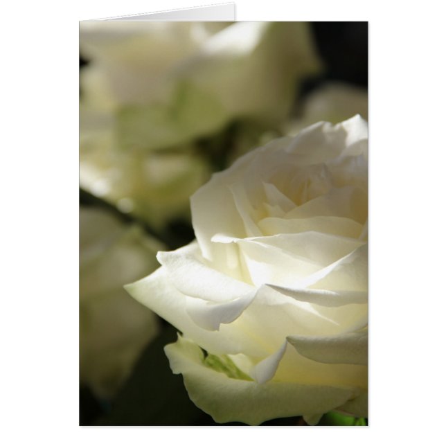 witte rozen (Voorkant)