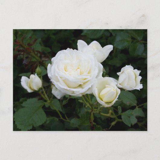 Witte Rozen Ansichtkaart Briefkaart (Voorkant)