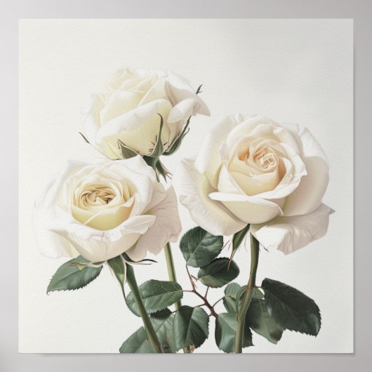Witte Rozen Bloem Kunstprint Poster (Voorkant)