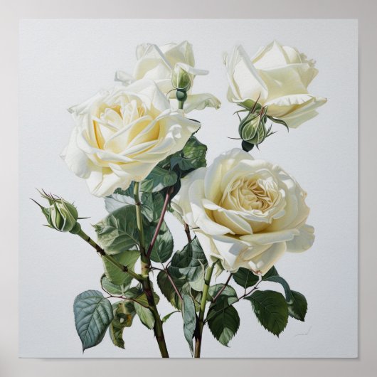 Witte Rozen Bloemen Art Print Poster (Voorkant)