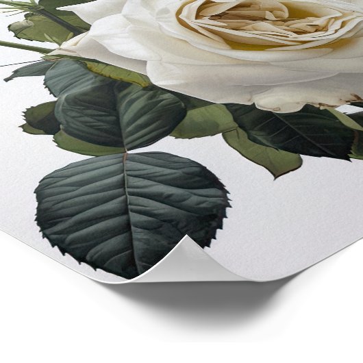 Witte Rozen Bloemen Art Print Poster (Hoek)
