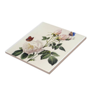 witte rozen bloemen, Pierre Joseph Redouté Tegeltje
