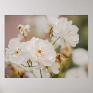 Witte Rozen Bloemige Botanische Natuur Foto Poster