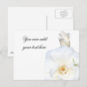 Witte rozen_ briefkaart (Voorkant / Achterkant)