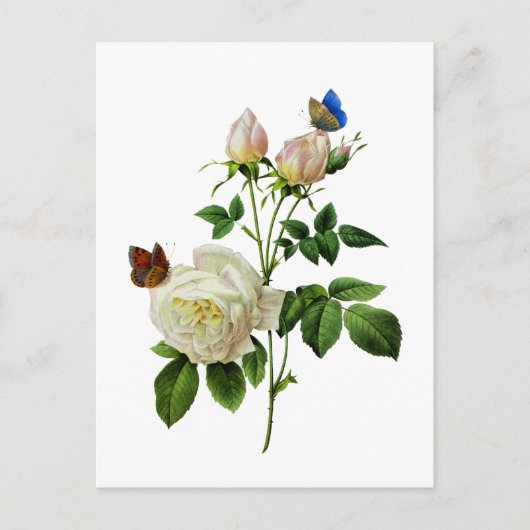 Witte Rozen en Vlinders door Redoute Briefkaart (Voorkant)