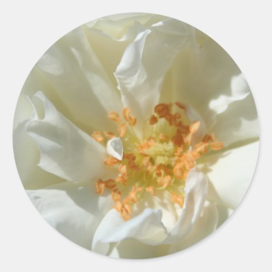 Witte rozen en zon - Trekkers Ronde Sticker (Voorkant)