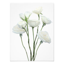 Witte rozen
