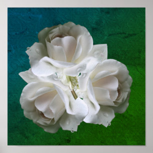 Witte Rozen Met Regendruppels Boeket Poster