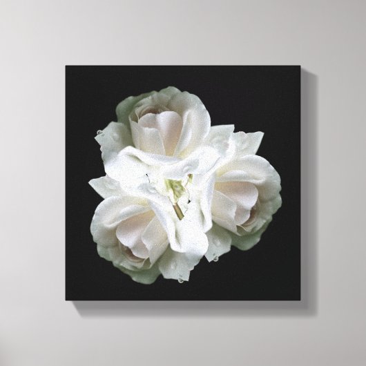 witte rozen met regendruppels canvas afdruk (Voorkant)