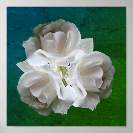 witte rozen met regendruppels, Poster van Bouquet (Voorkant)