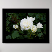 Witte rozen met vier witte rozenknoppen poster (Voorkant)