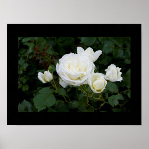 Witte rozen met vier witte rozenknoppen poster