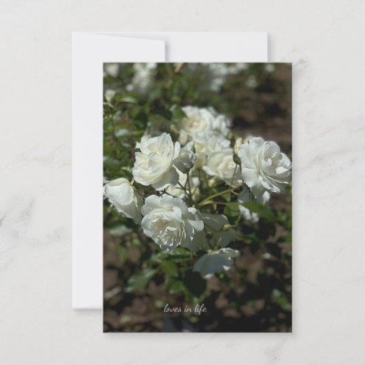  witte rozen notitiekaartje (Voorkant)
