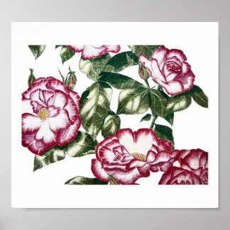 Witte rozen nr. 2 poster