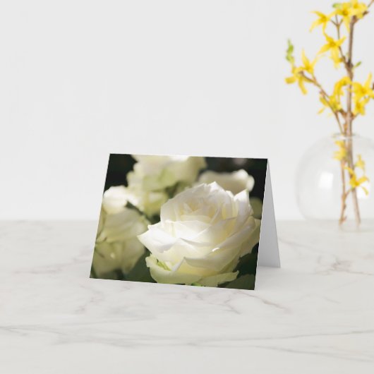 Witte rozen op zonlicht blanco kaart (Gele Bloem)