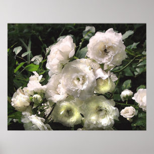 Witte rozen poster