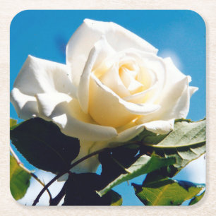 Witte Rozen Schoonheid Kartonnen Onderzetters