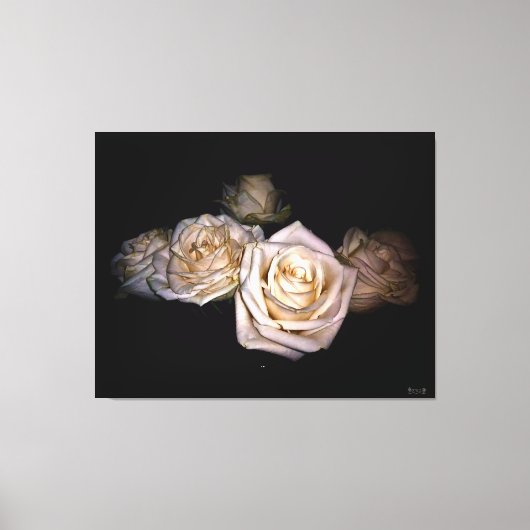 Witte rozen tegen een donkere achtergrond canvas afdruk (Voorkant)