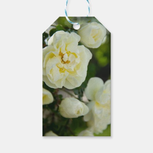 Witte rozen voor positieve uitslag cadeaulabel (Voorkant)