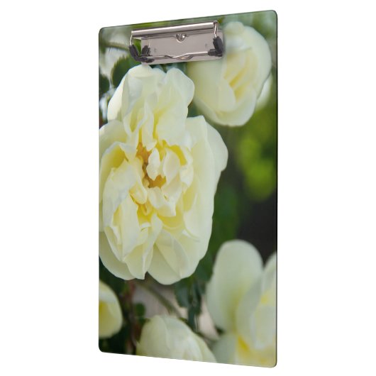 Witte rozen voor positieve uitslag klembord (Links)