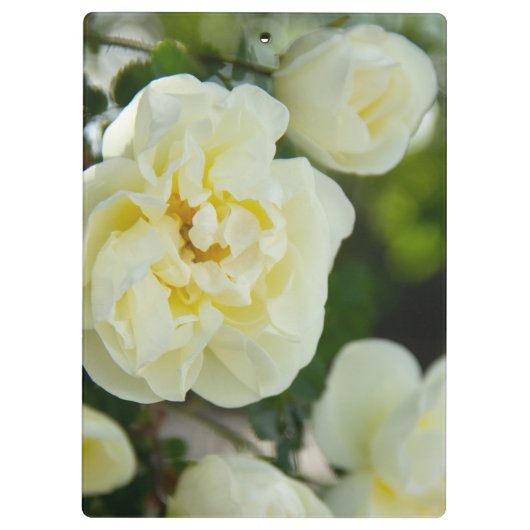 Witte rozen voor positieve uitslag klembord (Achterkant)