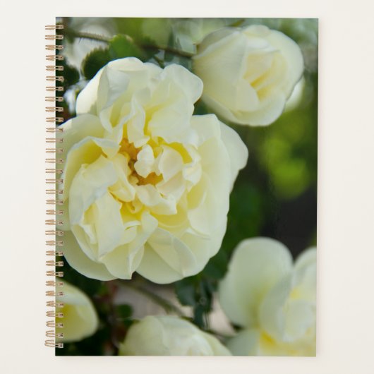 Witte rozen voor positieve uitslag planner (Voorkant)