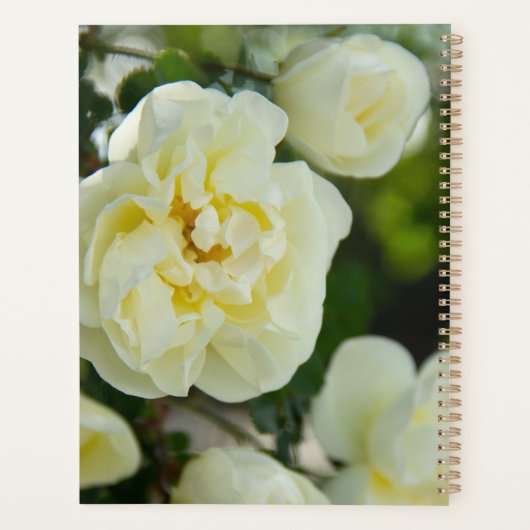 Witte rozen voor positieve uitslag planner (Achterkant)