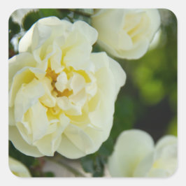 Witte rozen voor positieve uitslag vierkante sticker