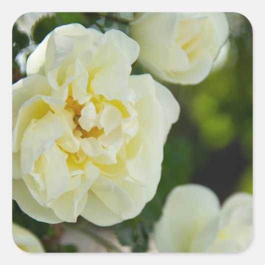 Witte rozen voor positieve uitslag vierkante sticker (Voorkant)