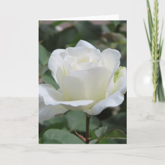 Witte Rozen Wenskaart Aankondiging