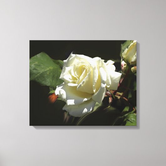Witte Rozen Wilde Bloemen Fotoprint Canvas Afdruk (Voorkant)