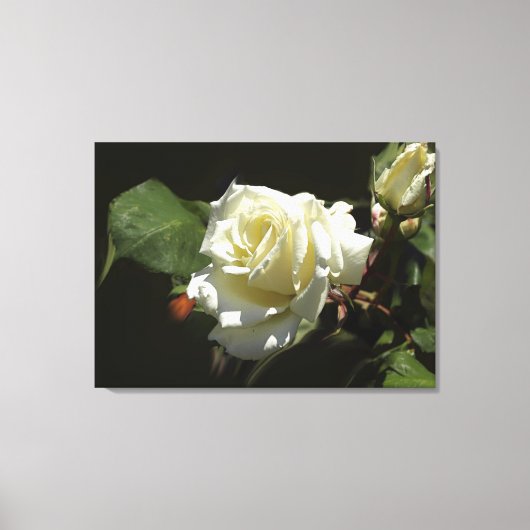 Witte Rozen Wilde Bloemen Fotoprint Canvas Afdruk (Voorkant)