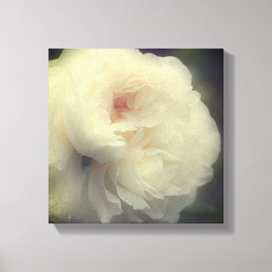 Witte rozenbloem canvas afdruk (Voorkant)