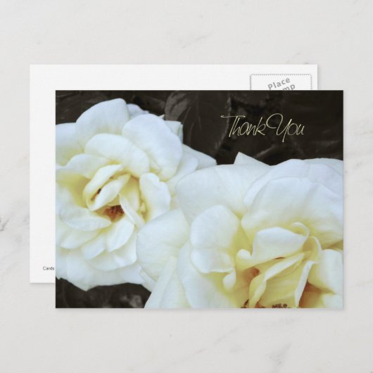 witte rozenbloem | Dank u Briefkaarten (Voorkant / Achterkant)