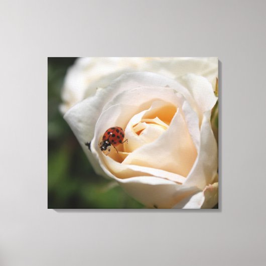 witte rozenbloem en damesbeestje natuur met bloeme canvas afdruk (Voorkant)