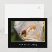 witte rozenbloem en rode ladybug. briefkaart (Voorkant / Achterkant)