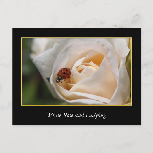 witte rozenbloem en rode ladybug. briefkaart (Voorkant)