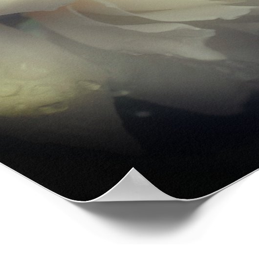 Witte rozenbloem in volbloed poster (Hoek)